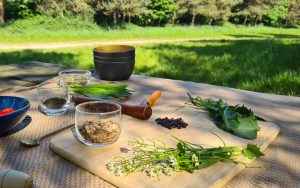 cueillette, plantes sauvages, balade nature, botanique, caucalis, bon cadeau, offrir, idée cadeau